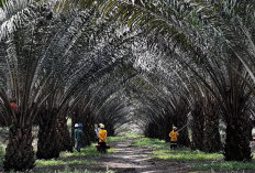  UMKM Serap 97 Persen Tenaga Kerja 