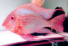 Geophagus, American Cichlid yang Berwarna-Warni