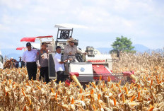  Produksi Jagung Nasional Meroket 50 Persen