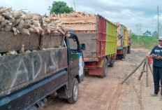 Pabrik Singkong di Waykanan Pilih Tutup Sementara 