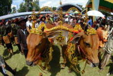 Lima Tradisi saat Hari Raya Idul Adha di Indonesia 