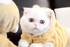 8 Jenis Kucing yang Mudah Dipelihara, Cocok Jadi Teman di Rumah 