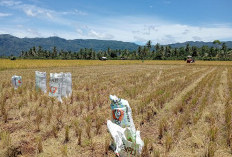  Panen Melimpah dan Harga Stabil Buat Petani di Lambar Full Senyum
