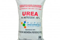 Jual Pupuk Subsidi Diatas HET, Kios Resmi di Lamsel Diduga Kangkangi Kepmentan