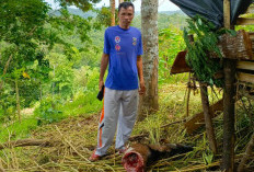  Kambing Warga Diduga Dimangsa Harimau 