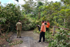  Pohon Tumbang Sempat Tutup Jalan Lintas Waykanan 