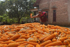 Petani Jagung Lampung Timur Menjerit, Minta Pemerintah Segera Serap Jagung!