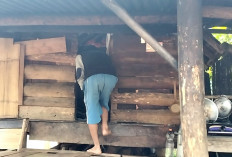 Miris, Warga Lampung Utara Terpaksa Tinggal di Bekas Kandang Kambing