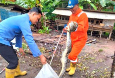 Damkar Tulang Bawang Evakuasi Ular Sanca Pemangsa Ternak Warga, Libatkan 5 Anggota