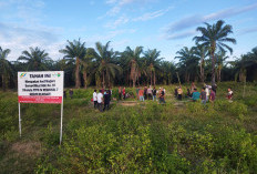 PTPN I Regional 7 Kecam Pendudukan Lahan, Pemblokiran Jalan dan Penghentian Panen di Kebun Rejosari