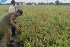  Petani Mesuji Kembangkan Padi Varietas Biosalin