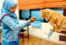 Awalnya Takut, Kini Dita Hastuti Rawat 20 Ekor Kucing 