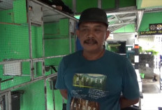 Hobi Jadi Cuan, Warga Jember Raup Jutaan Per Bulan dari Ternak Murai