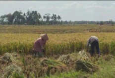 Panen di Rajabasa Jaya Hasilkan 1.000 Ton Gabah 