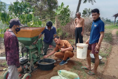 Harga Kopi di Lambar Kembali Naik 
