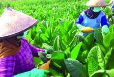  Pertanian Jadi Kontributor PDB Terbesar Ketiga 