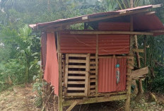 Beruang Mangsa Kambing, Warga Pematangsawa Diminta Waspada