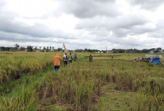Petani di Metro Lampung Mengeluh, Banyak Tanaman Padi yang Roboh 