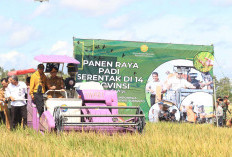 Petani Lampung Sambut Gembira Panen Raya, Pemerintah Pastikan Harga Gabah Menguntungkan