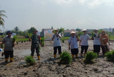 DKPP Pesbar Gelar Temu Lapang Percepatan Tanam Padi