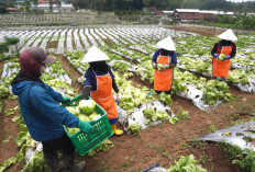  Kesejahteraan Petani Lokal Masih di Bawah Rata-Rata