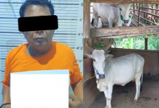 Berbekal CCTV Pencuri Sapi di Iringmulyo Ditangkap 