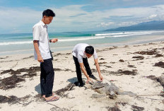 Seekor Penyu Ukuran Besar Ditemukan Kandas dan Tewas di Pantai Labuhan Jukung
