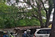 Kawanan Monyet Turun ke Pemukiman Sudah Kembali ke Gunung Sulah
