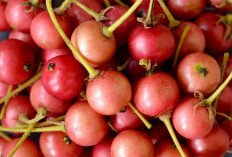  Buah Kersen Simpan Banyak Khasiat untuk Tubuh 