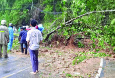 Hujan Deras Picu Banjir, Longsor, dan Pohon Tumbang