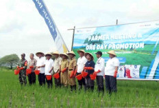 Pupuk Indonesia Siapkan 9,55 Juta Ton Pupuk Subsidi 