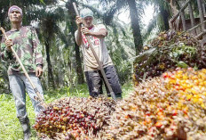 Optimalisasi Hilirisasi Sawit Dapat Dukungan PBNU