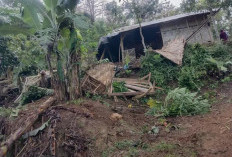 Gajah Liar Rusak 3 Rumah Warga Suoh Lampung Barat 