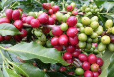 Hingga Juli 2024, Produki Kopi di Pesisir Barat Lampung  Tercatat 1.355 Ton 