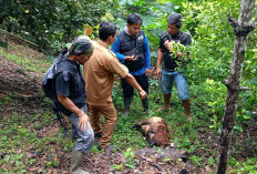 Nekat Masuk ke Pekon Sedayu, Harimau Sumatera Mangsa Kambing Milik Warga