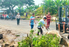 Laka Maut Beruntun di Jalinsum, Supir Truk dan Muatan Sapi Tewas
