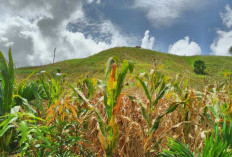  Indonesia Bakal Dilanda La Nina