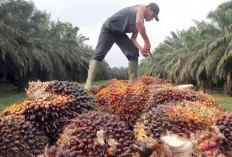  Pemanfaatan Biomassa untuk Co-Firing di PLTU Beri Peluang Ekonomi bagi Masyarakat