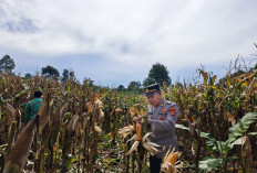 Polres Tanggamus Panen Jagung di Talang Padang
