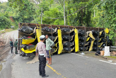 Truk Bermuatan 44 Motor Terguling di Jalinbar Pesisir Barat, Satu Orang Tewas 