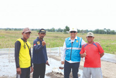 PLN Peduli berhasil wujudkan ketahanan pangan di Lampung Selatan