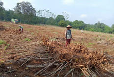 Update Harga Komoditas Pertanian di Mesuji, Hanya Karet yang Turun Harga 