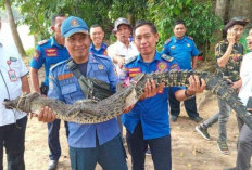 Nyasar Masuk Keramba Apung Warga Tulangbawang, Seekor Buaya Dievakuasi Petugas Damkar