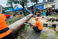 Cuaca Ekstrem, Dua Pohon Tumbang di Depan Stadion Pahoman Bandar Lampung