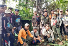 Kandang Jerat Harimau di Lampung Barat Belum Membuahkan Hasil