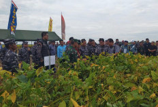 KASAL Cek Kesiapan Panen Raya Kedelai di Kimal Lampung
