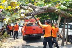 Angin Kencang, Pohon Jati Timpa Mobil Terios di Sumur Batu Telukbetung Utara 