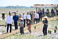 Untuk Petani, Ada Kabar Baik dari Presiden Jokowi