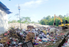  Imbauan Tak Diindahkan, Warga Tetap  Lepas Liarkan Ternak di TPA Sampah 