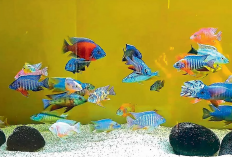 Punya Warna yang Cerah, Ikan African Cichlid Bisa Kenali Pemiliknya 